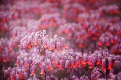 Madeira, botanischer Garten