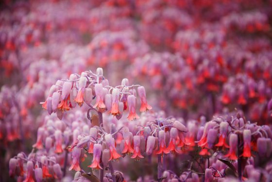 Madeira, botanischer Garten