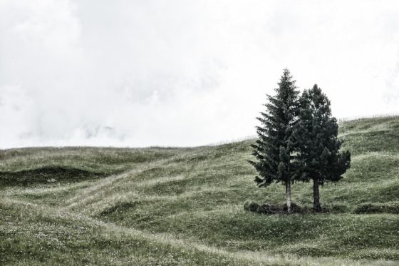 zwei Tannen in Südtirol