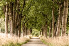 Der Sommer, Allee in Gremmendorf