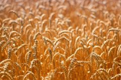 Weizenfeld im Sommer kurz vor der Ernte