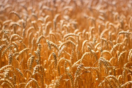 Weizenfeld im Sommer kurz vor der Ernte