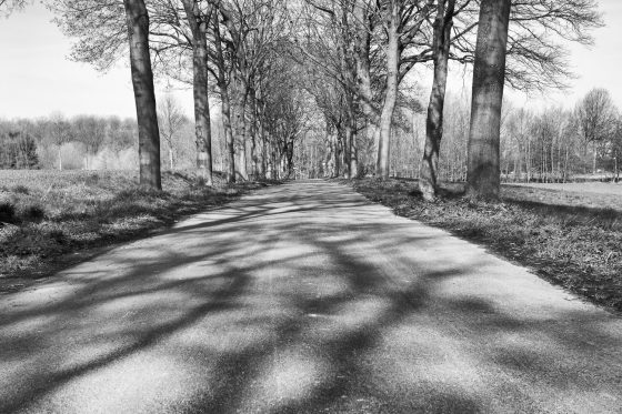 Allee im Frühling in schwarzweiß