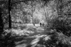 Spaziergang am Hiltruper See, Schwarzweiß