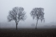 Bäume im Nebel bei Dülmen Leuste