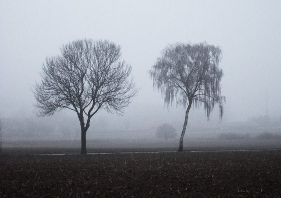 Bäume im Nebel bei Dülmen Leuste