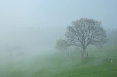 Irgendwo im Lipperland, Baum im Nebel