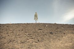 Baum mit Mondlandschaft