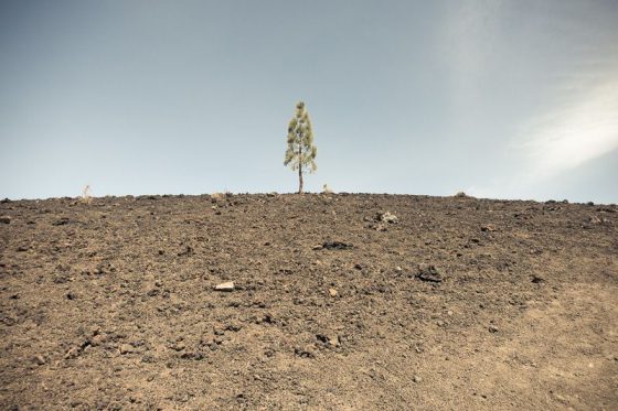 Baum mit Mondlandschaft