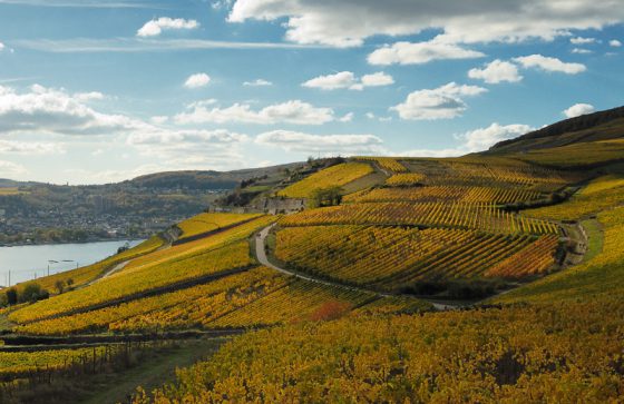 Landschaft und Weinberge am Rhein