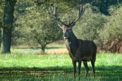 Hirsch, Wildpark bei Dülmen