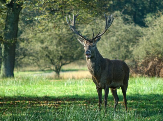 Hirsch, Wildpark bei Dülmen