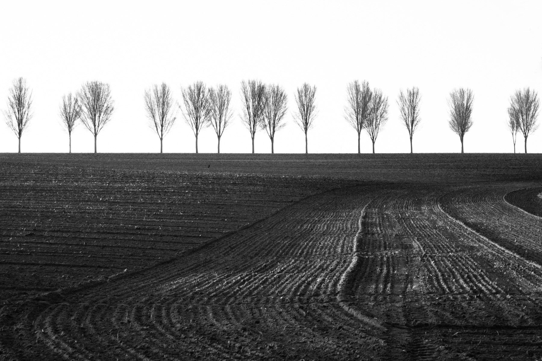 Baumreihe im Münsterland in schwarzweiß