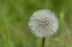 Pusteblume und Schmetterling