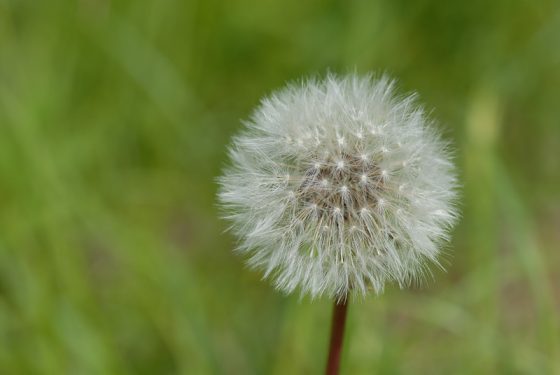 Pusteblume und Schmetterling