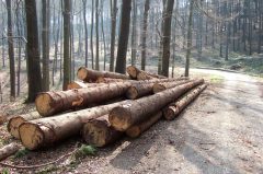 Wald bei Barntrup / Blomberg, Lipperland