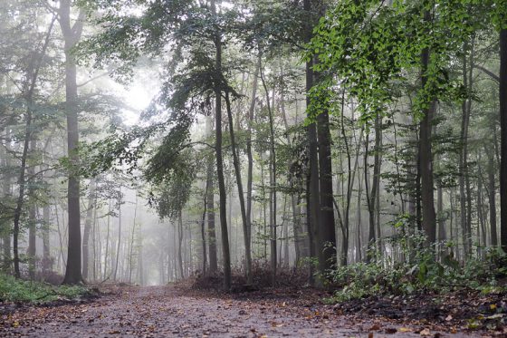 Wald im Münsterland