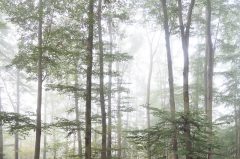 Wald im Nebel, Münster Herbst 2014