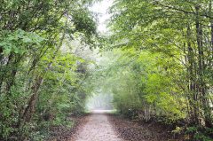 Regen und Nebel im Wald