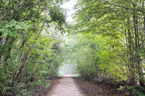 Regen und Nebel im Wald