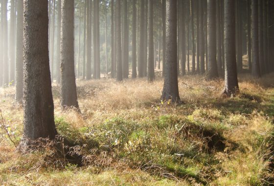 Morgens im Wald, Bad Berleburg