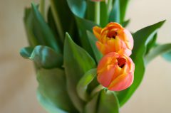 Frühlingsgrüße, Tulpen