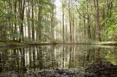 Telgte, Tümpel im Wald mit Spiegelung