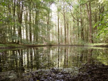 Telgte, Tümpel im Wald mit Spiegelung