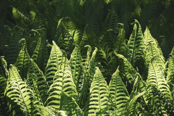 Farn im botanischen Garten der Universität Münster