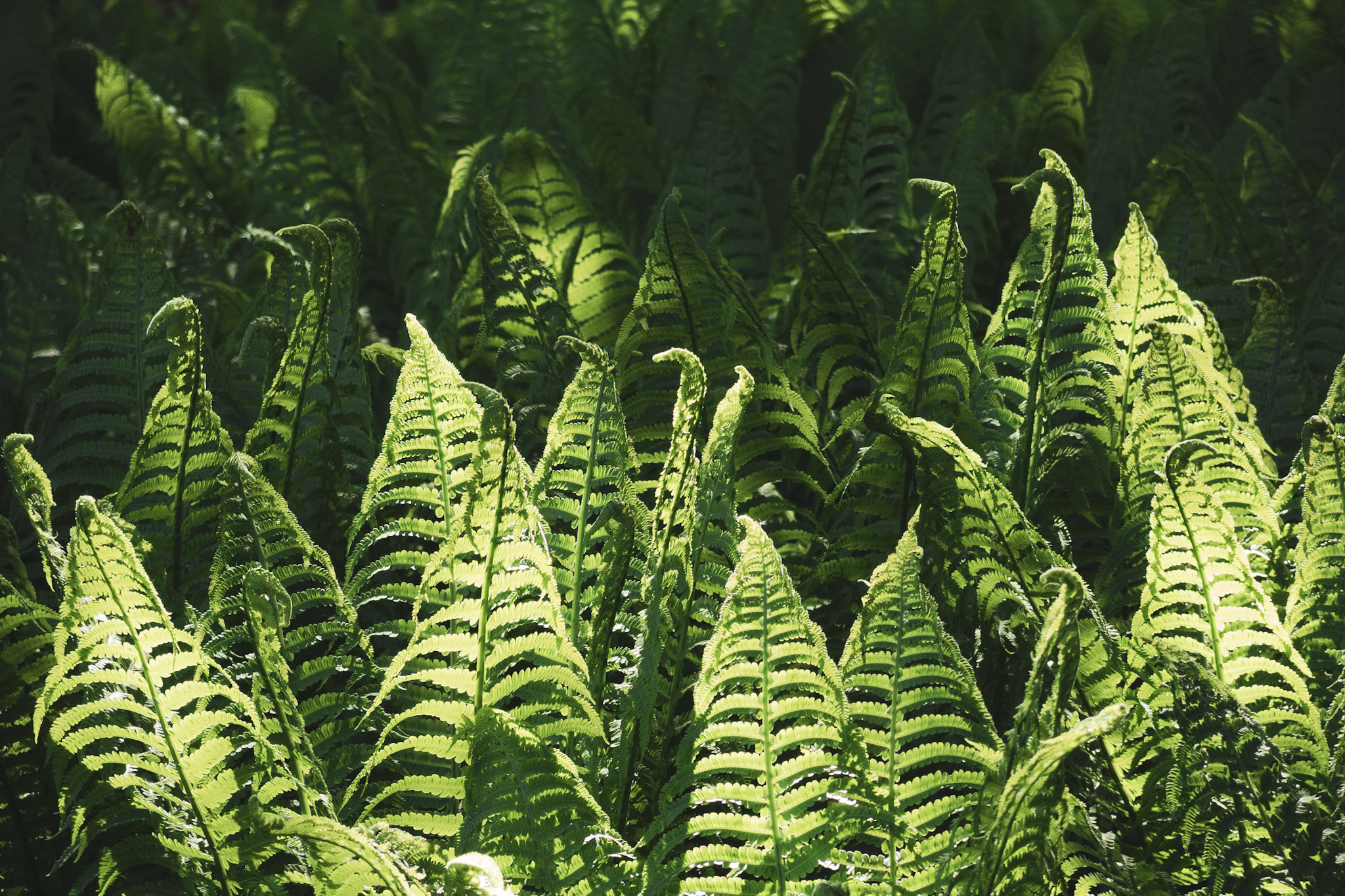 Farn im botanischen Garten der Uni Münster