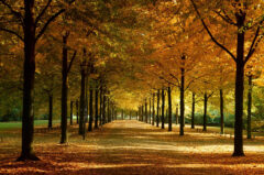 Ein warmer Herbsttag in Münster, Promenade