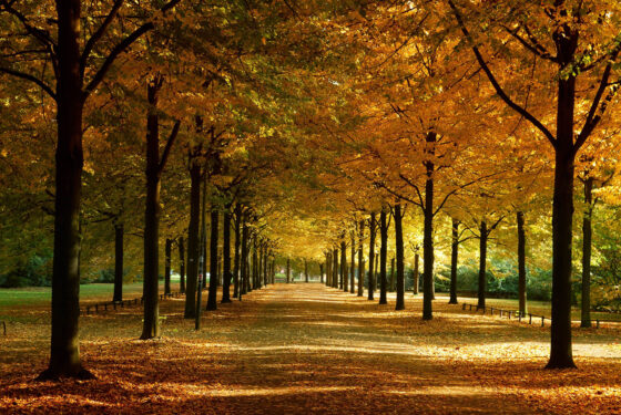 Ein warmer Herbsttag in Münster, Promenade