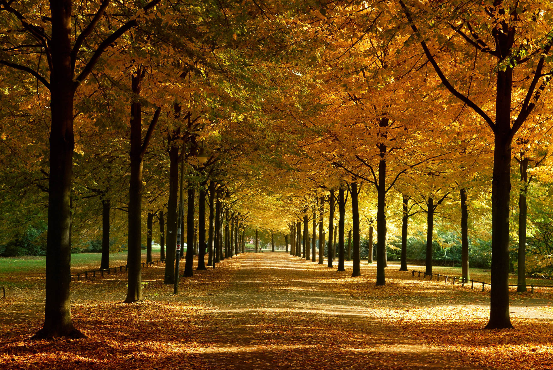 Blick durch die von herbstlich gelben Bäumen gesäumte Promenade in Münster im warmen Sonnenlicht.